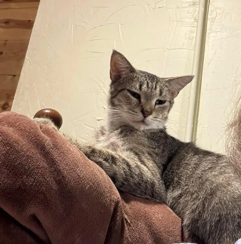 An adult medium-sized female Tabby (Gray / Blue / Silver) Domestic Short Hair cat named Auntie for adoption in De Pere, WI