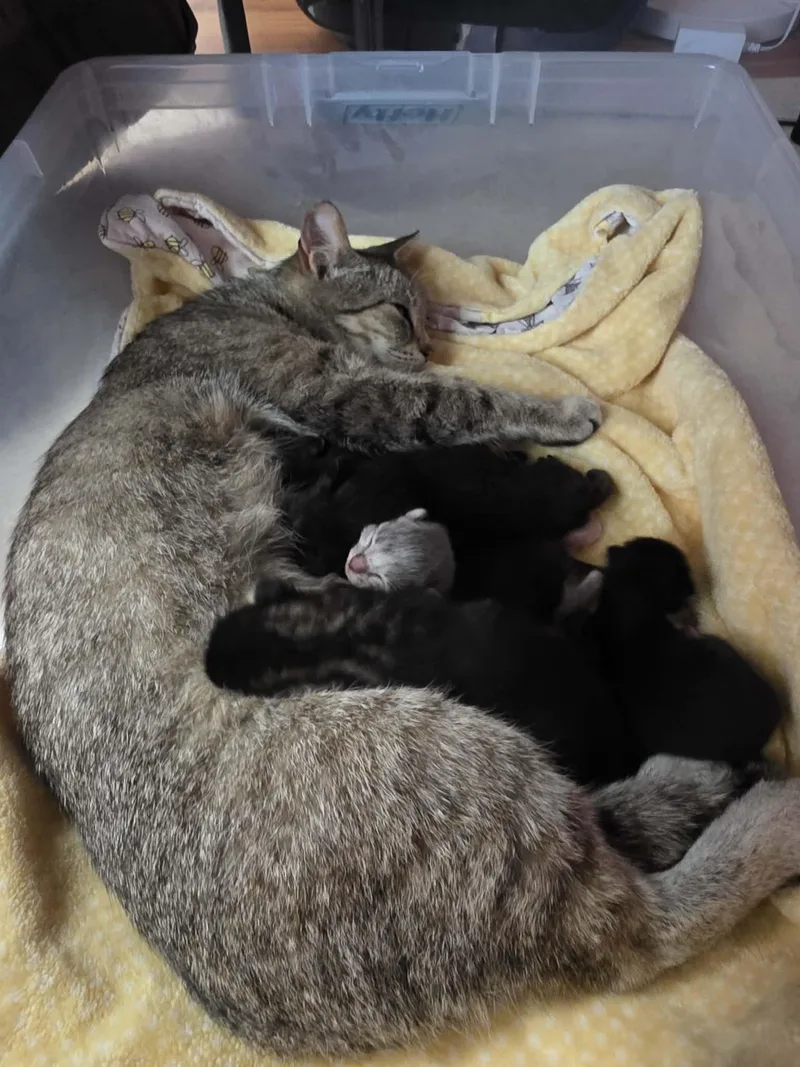 Auntie thumbnail 3