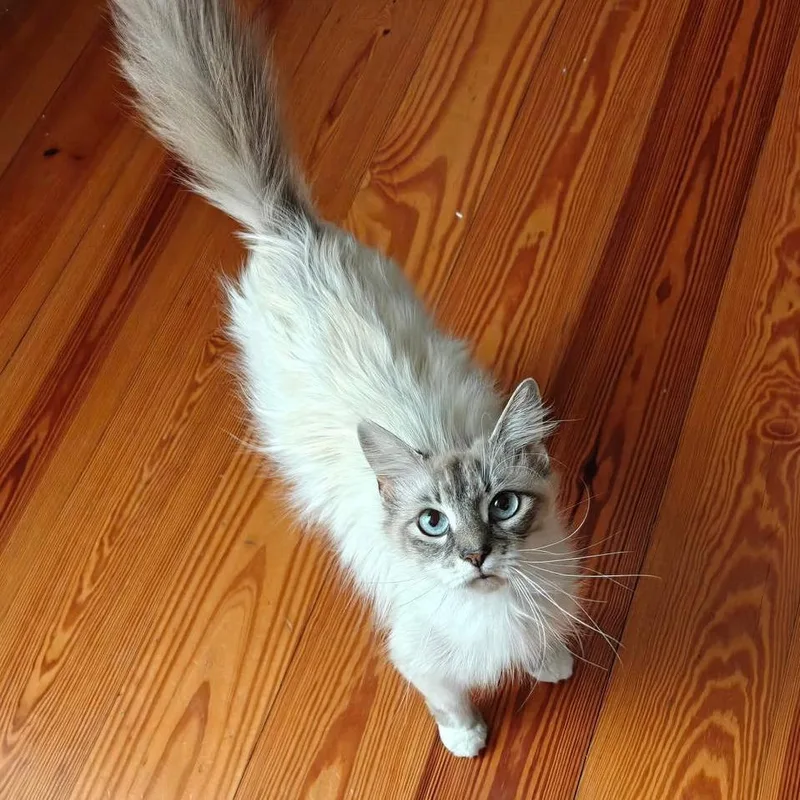 An adult small-sized female White Siamese cat named Caterine Ohairball for adoption in New Orleans, LA