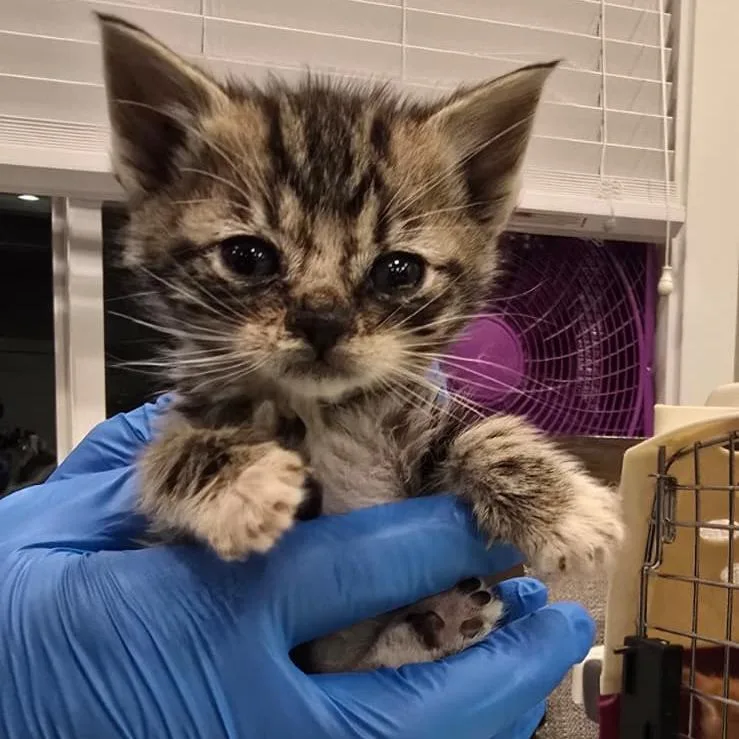 A baby small-sized female Gray / Blue / Silver Domestic Short Hair cat named Dax for adoption in Talent, OR