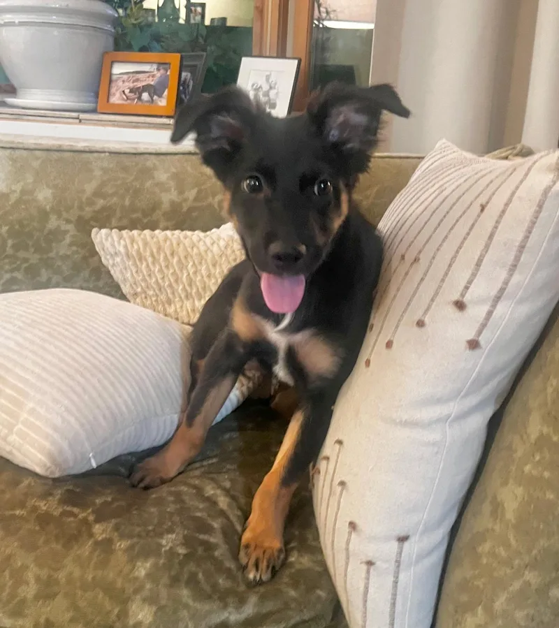A baby medium-sized female Black Patterdale Terrier / Fell Terrier dog named Mocha for adoption in Riverdale, NJ