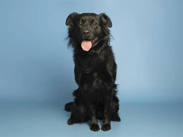 An adult medium-sized male Labrador Retriever dog named Mac for adoption in Phoenix, AZ