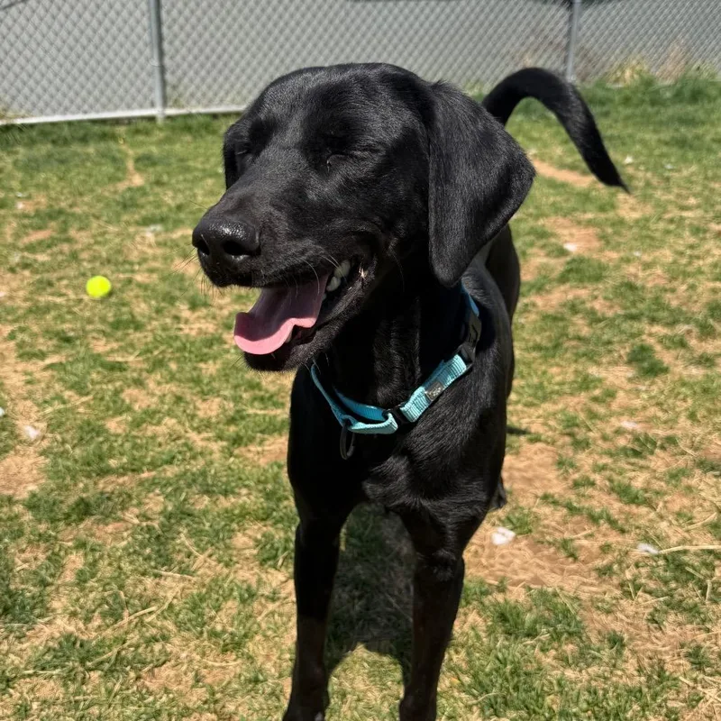 An adult medium-sized female Black Black Labrador Retriever dog named Cora for adoption in Harrisonburg, VA