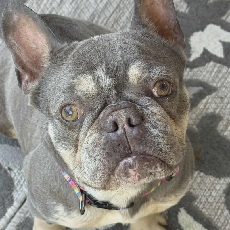 An adult small-sized female French Bulldog dog named Dottie for adoption in Westland, MI