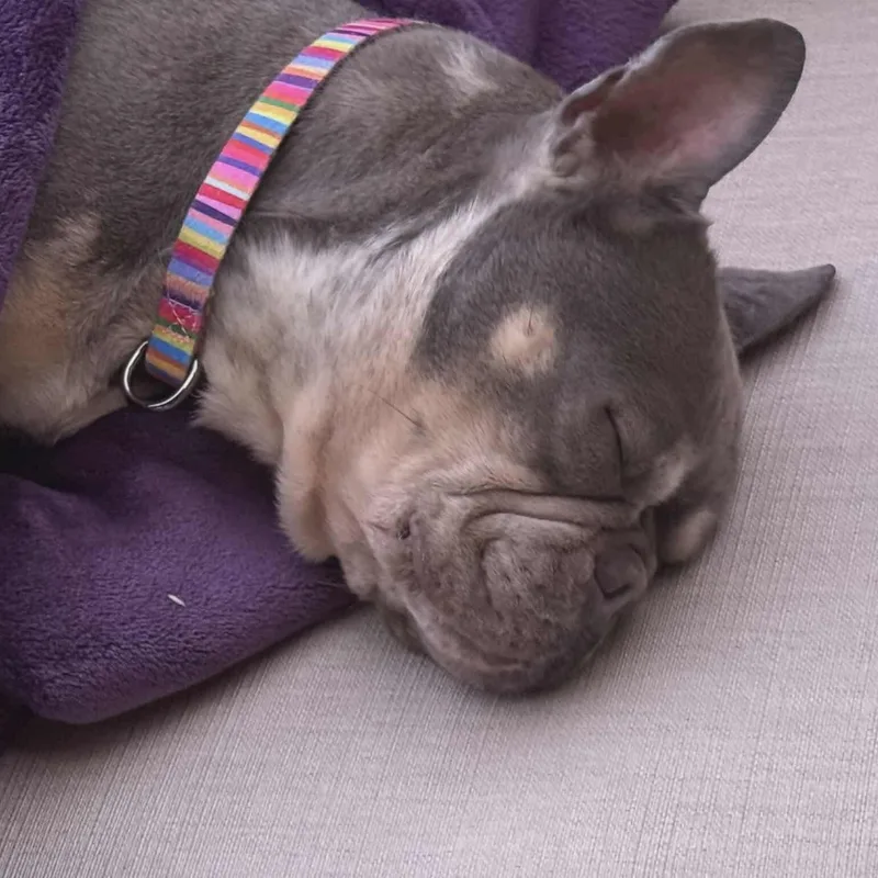 Dottie thumbnail 3