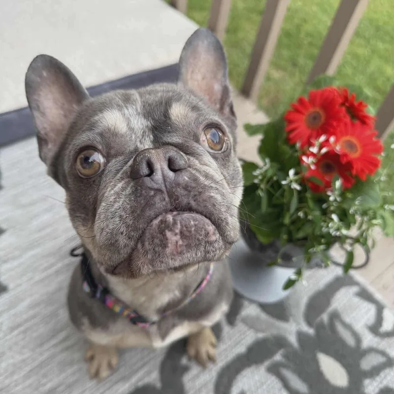 Dottie thumbnail 4