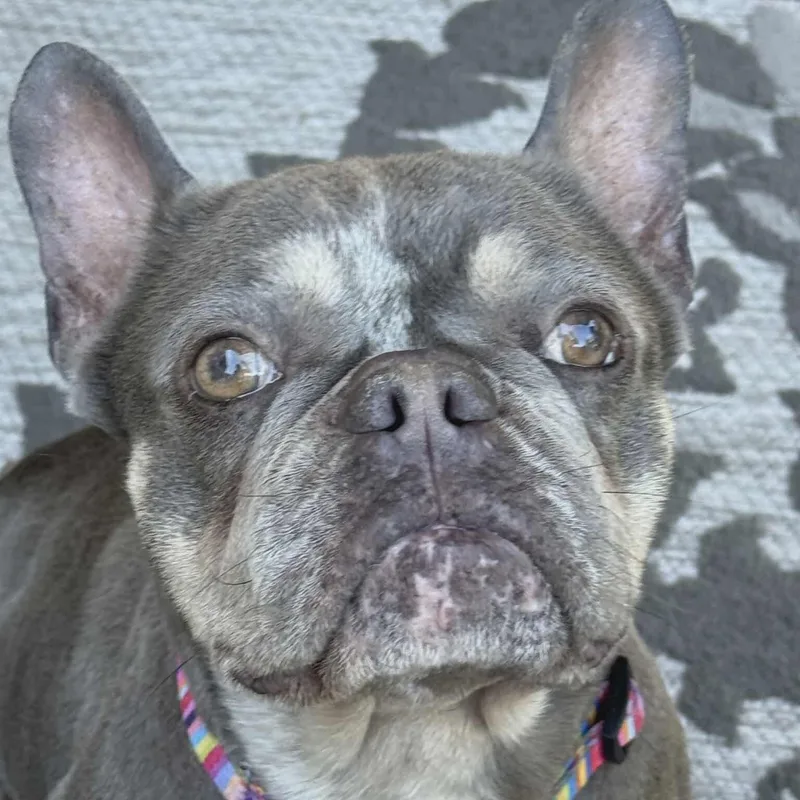 Dottie thumbnail 5