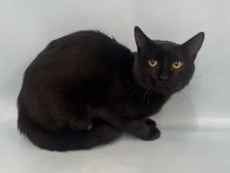 A young small-sized male Domestic Short Hair cat named Turkey Jerky for adoption in Golden Valley, MN