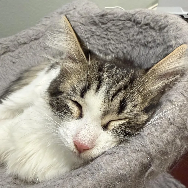 A baby small-sized female Brown / Chocolate Domestic Medium Hair cat named Peni Parker for adoption in Los Angeles, CA