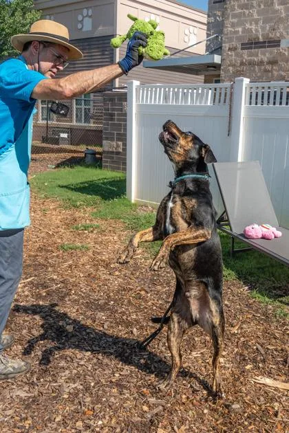 An adult large-sized male Mixed Breed dog named Blake for adoption in Chamblee, GA