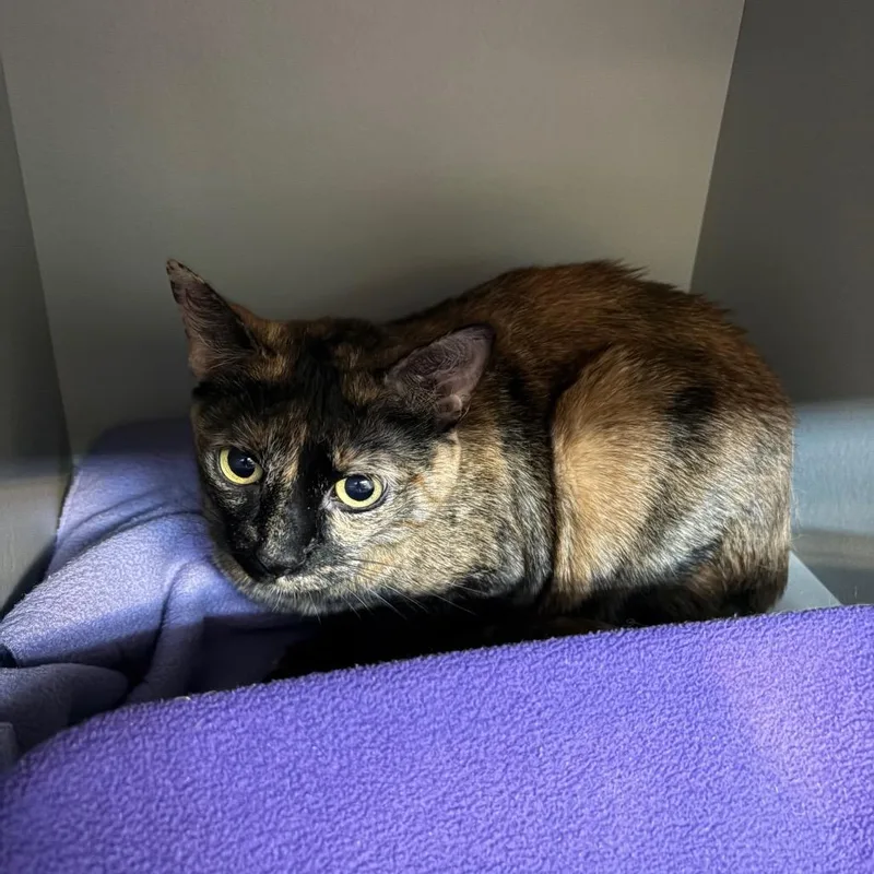 An adult medium-sized female Tortoiseshell Domestic Short Hair cat named Lightning for adoption in Sarasota, FL