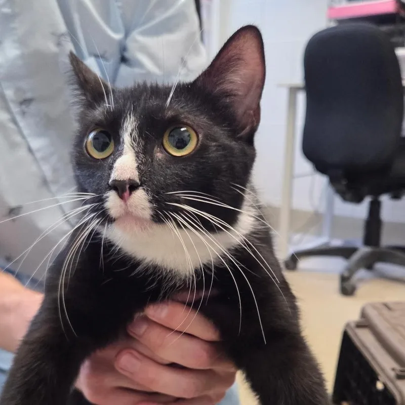 A young medium-sized female Black Domestic Short Hair cat named Miss Boo for adoption in Gloucester, VA