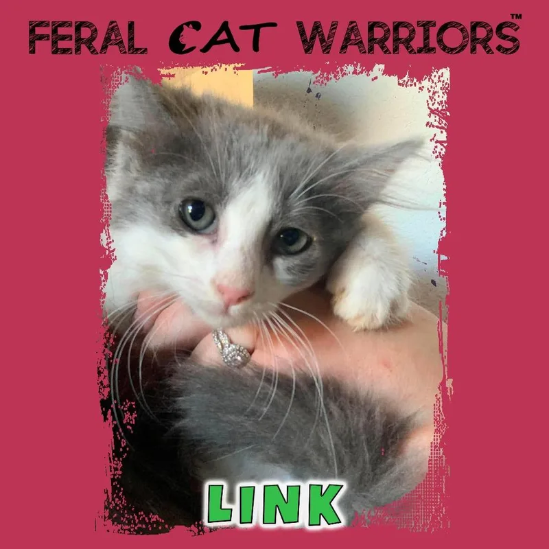 Link