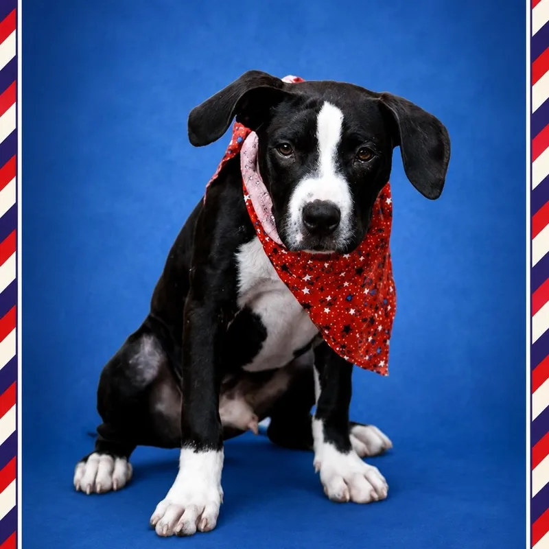 A baby medium-sized male Black Boxer dog named Chip for adoption in Eglin AFB, FL