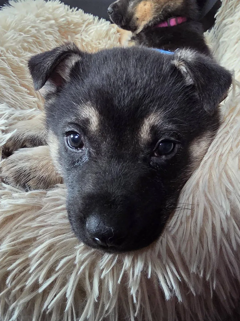 A young small-sized male Husky dog named Midnight for adoption in West Richland, WA