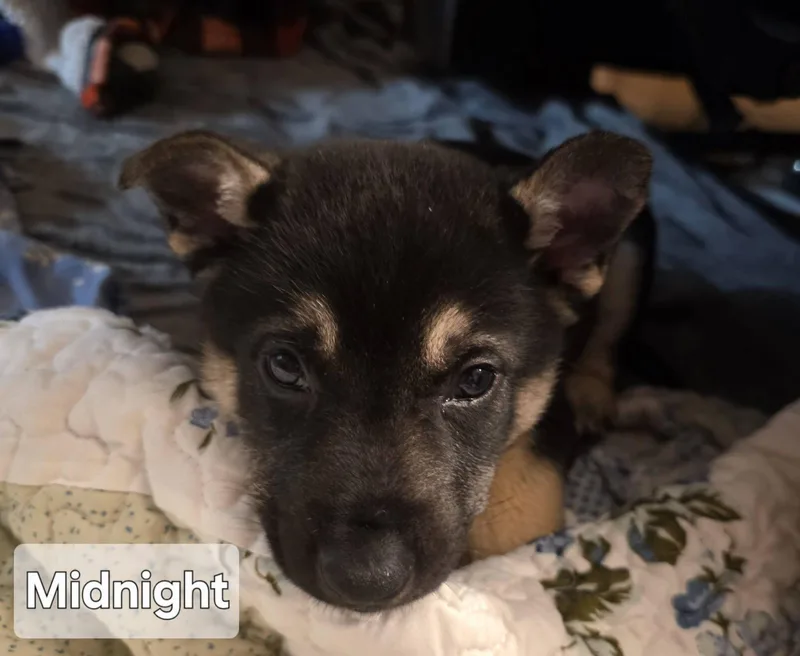 Midnight thumbnail 3