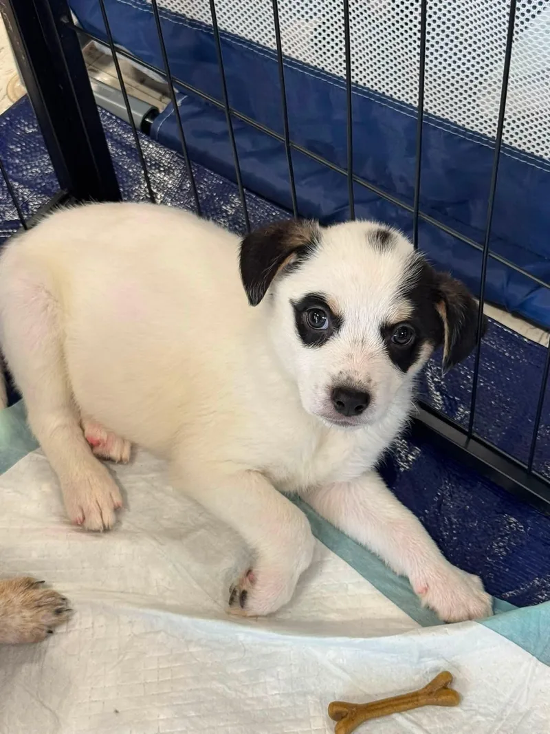 A baby medium-sized female Australian Cattle Dog / Blue Heeler dog named Brittany chipmunk litter for adoption in Holly Springs, NC