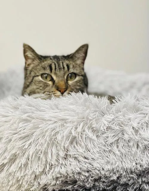 A senior large-sized female Domestic Short Hair cat named Miss Tilly for adoption in Minneapolis, MN
