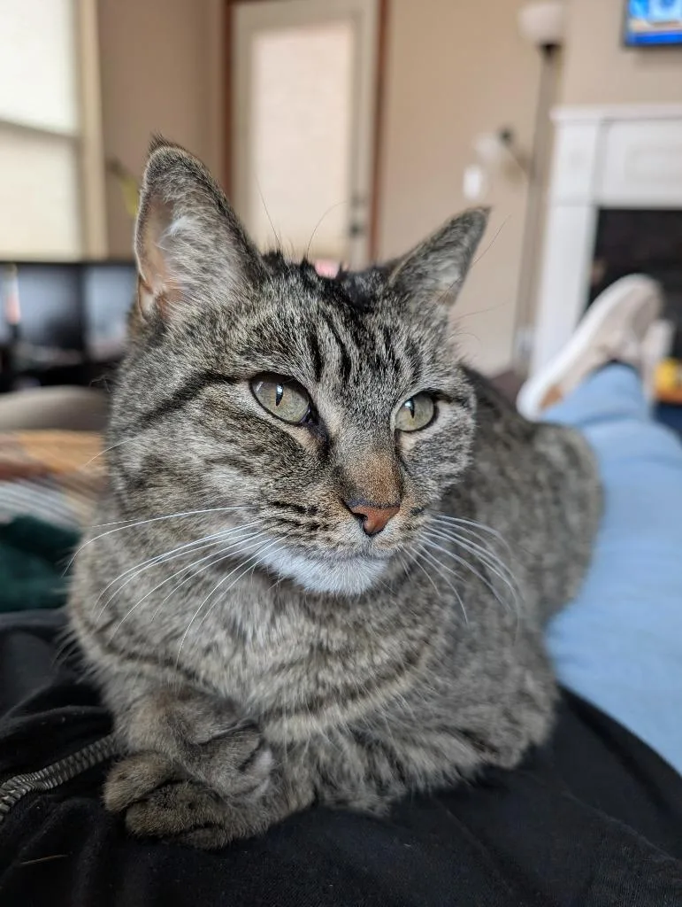 Miss Tilly thumbnail 2