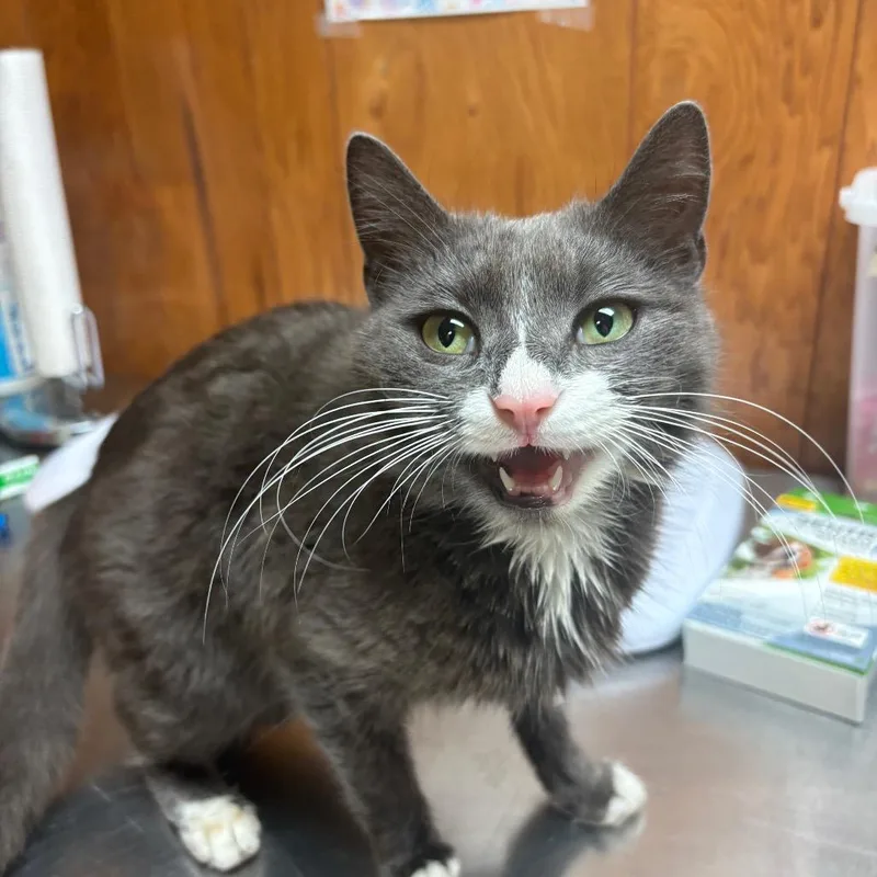 An adult medium-sized female Gray / Blue / Silver American Shorthair cat named Mary Jane for adoption in Greenfield, IN