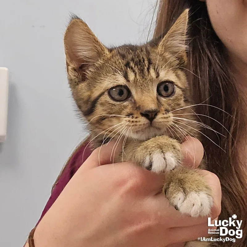 A baby medium-sized male Domestic Short Hair cat named Shimmer for adoption in Washington, DC