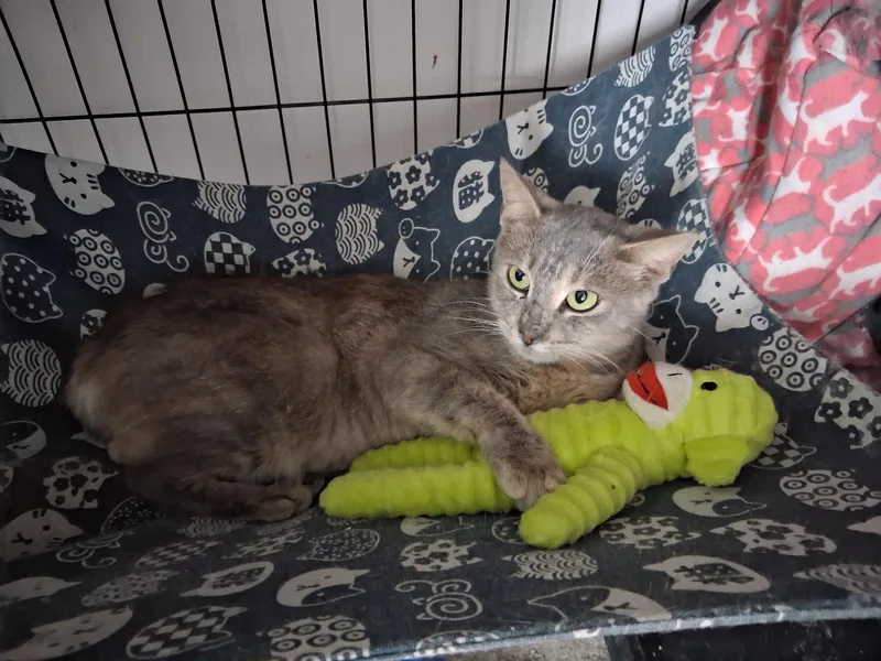 A young medium-sized female Tabby cat named Blender Betty for adoption in Columbia, SC