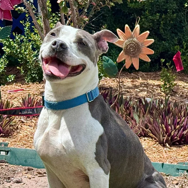 A senior medium-sized female Gray / Blue / Silver American Staffordshire Terrier dog named River for adoption in Lake Panasoffkee, FL