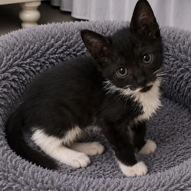 A baby small-sized male Domestic Short Hair cat named Tewey for adoption in Grand Bay, AL