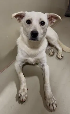 A young medium-sized male White / Cream Terrier dog named Puppy Urgent for adoption in Thousand Oaks, CA