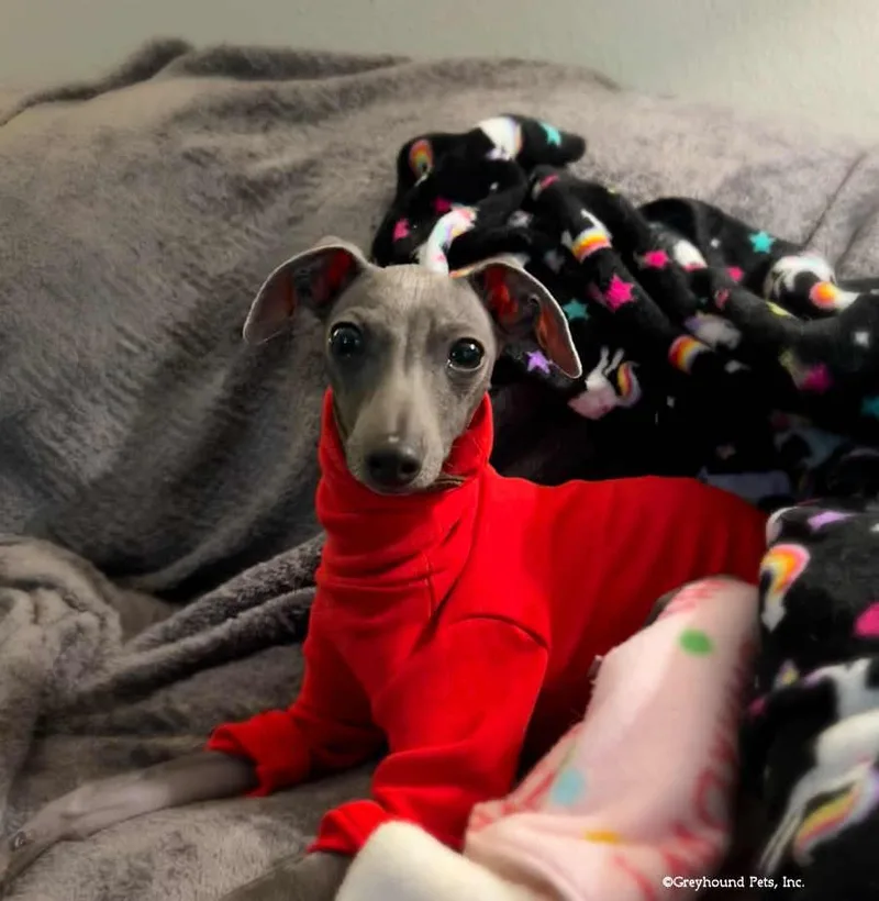 A young small-sized male Italian Greyhound dog named Colton for adoption in Woodinville, WA