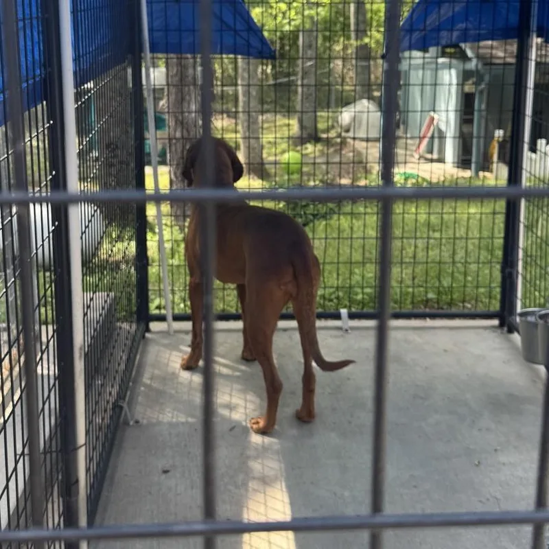 An adult large-sized female Red / Chestnut / Orange Redbone Coonhound dog named Mimi for adoption in Columbus, NC