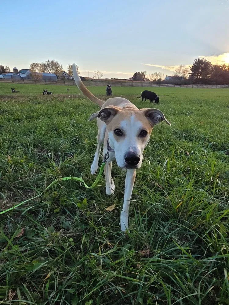 An adult medium-sized female White / Cream Greyhound dog named Daisy Jo for adoption in Wausau, WI