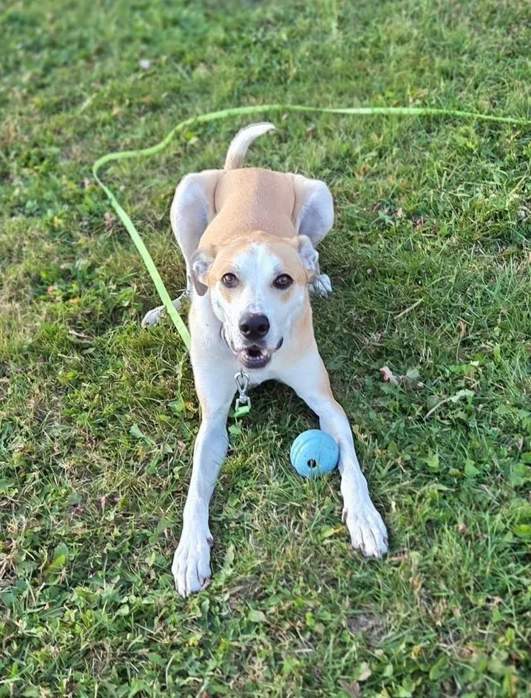 Daisy Jo thumbnail 2