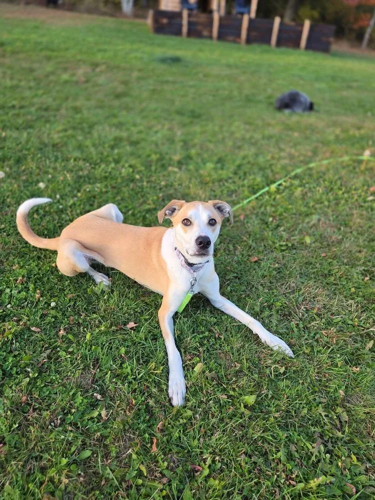 Daisy Jo thumbnail 3