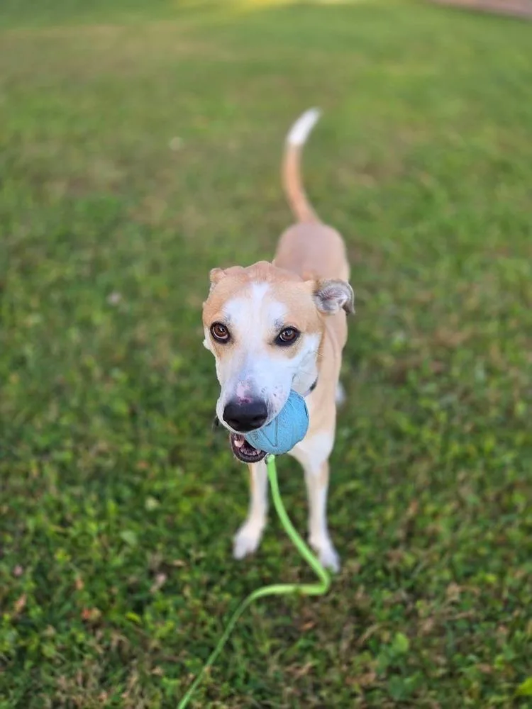 Daisy Jo thumbnail 6