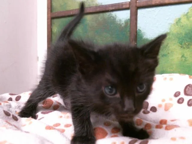 A baby small-sized male Domestic Short Hair cat named Trenton for adoption in Houston, TX