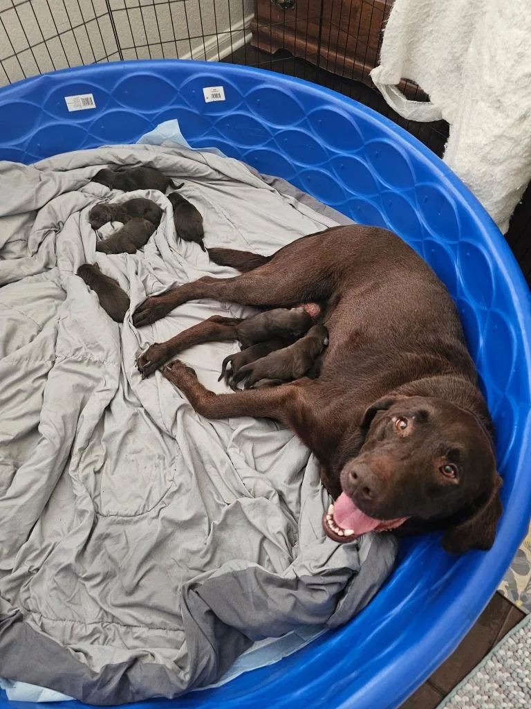 An adult large-sized female Labrador Retriever dog named Abby for adoption in Austin, TX