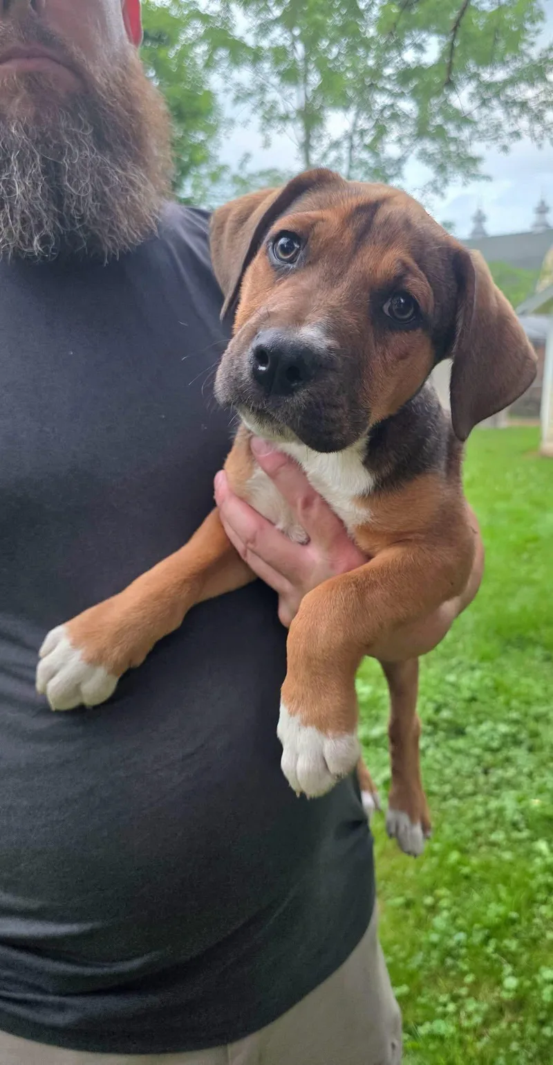A baby large-sized male Mountain Cur dog named Gator for adoption in Salamanca, NY