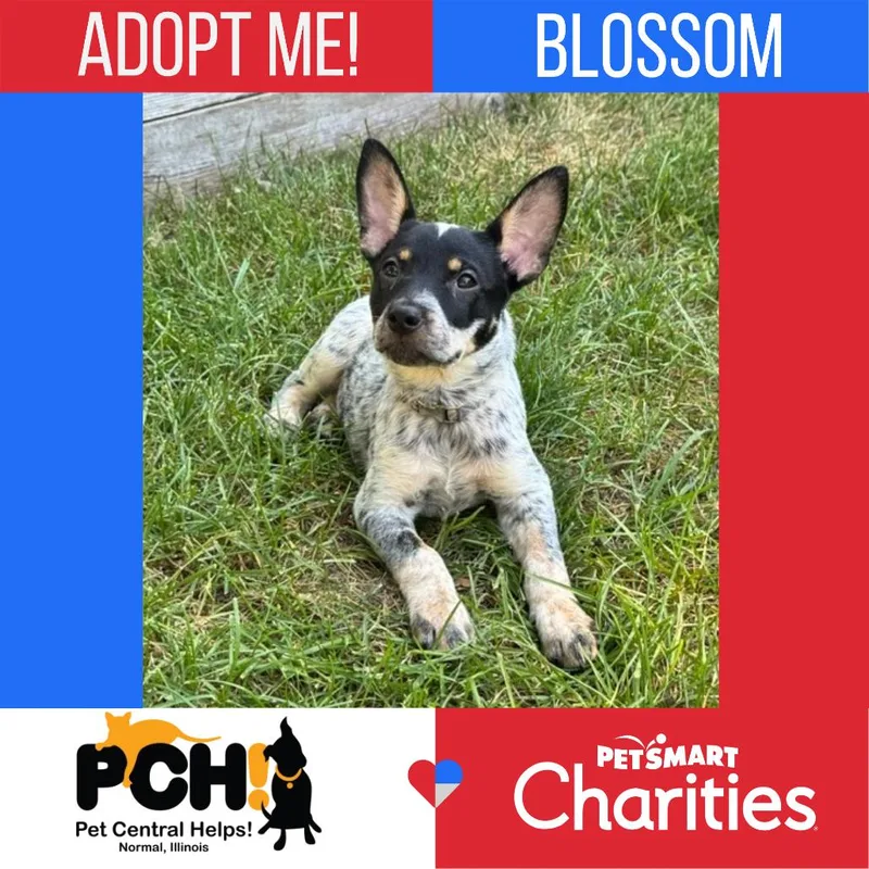 A baby medium-sized female Yellow / Tan / Blond / Fawn Miniature Pinscher dog named Blossom for adoption in Normal, IL
