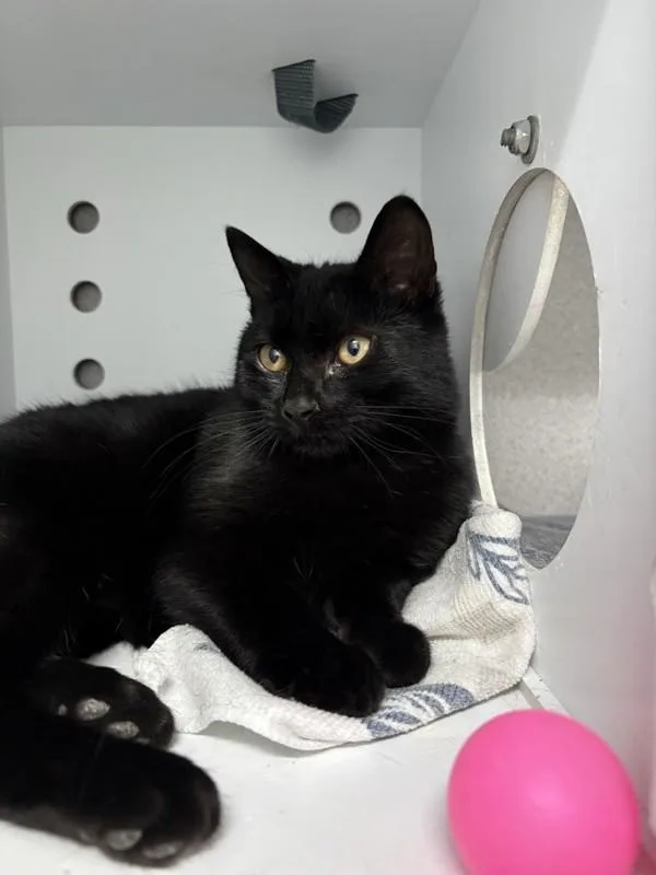 A baby small-sized male Domestic Short Hair cat named Olaf for adoption in Skillman, NJ