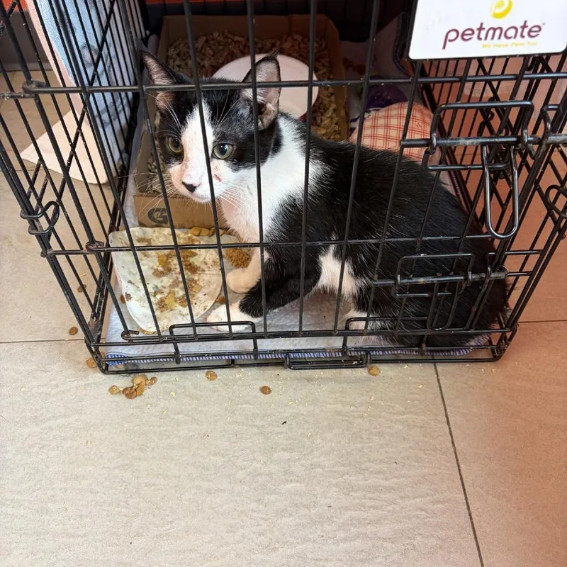 A young medium-sized male Black Domestic Short Hair cat named Slinky for adoption in Newark, NJ