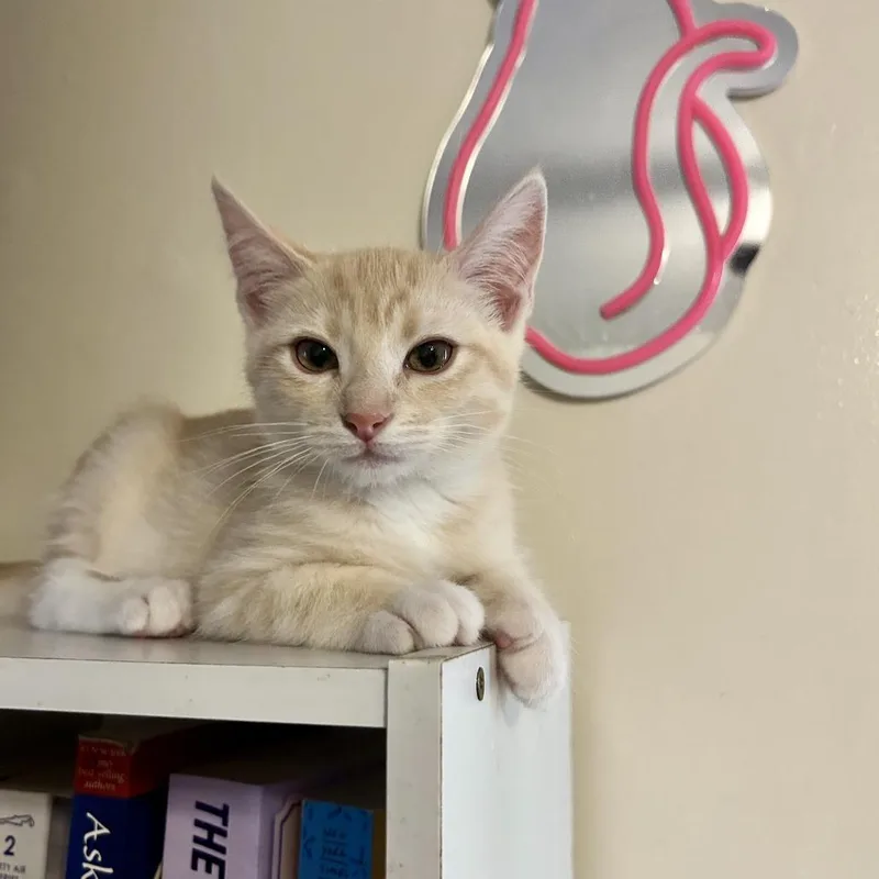 A baby small-sized male Cream / Ivory Domestic Short Hair cat named Teddy for adoption in Costa Mesa, CA