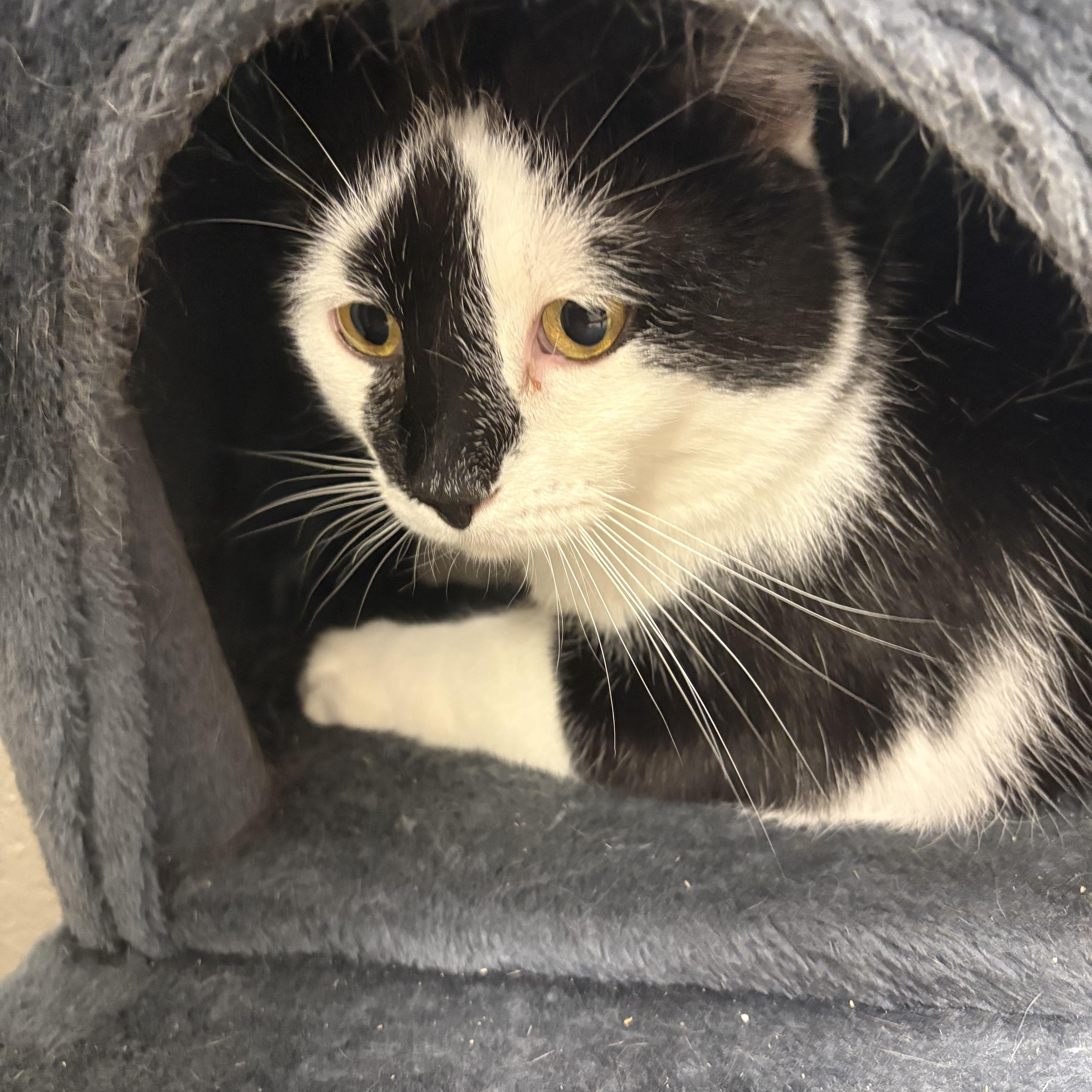 Quasimodo thumbnail 2