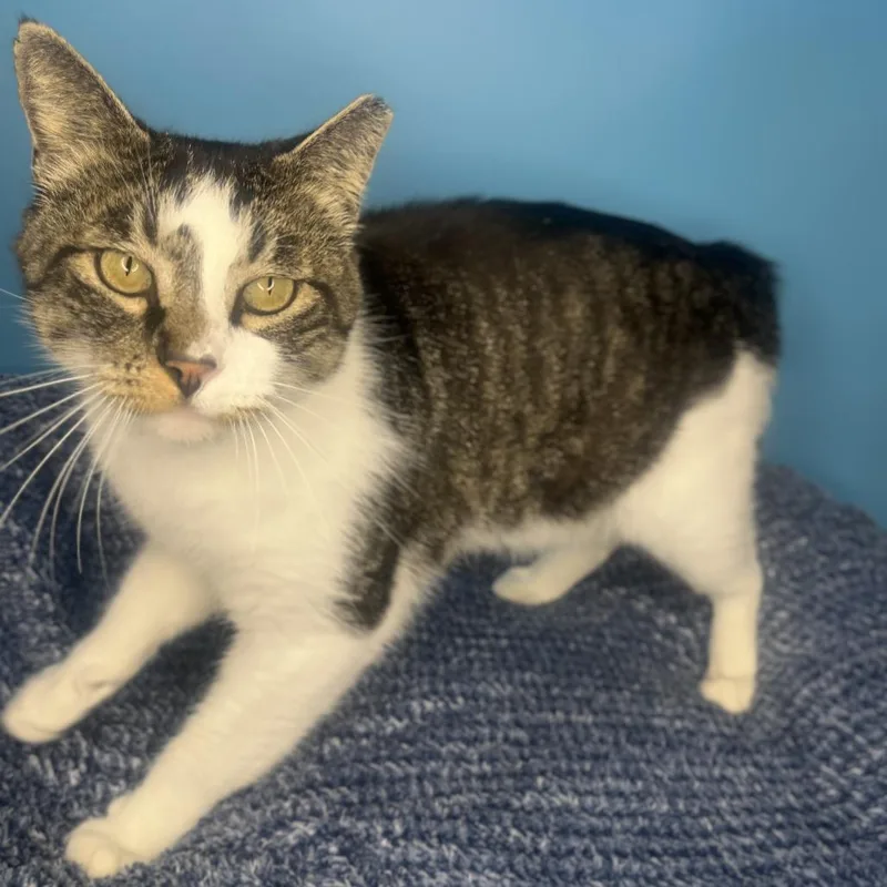 An adult large-sized male White Domestic Short Hair cat named Darwin for adoption in San Antonio, TX