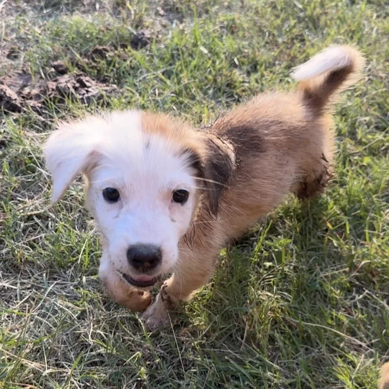 A young medium-sized male Tricolor (Brown, Black, & White) Australian Shepherd dog named Ozzy for adoption in Brenham, TX