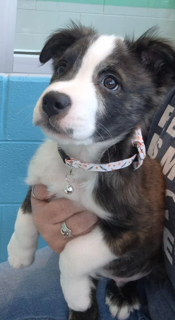 A baby medium-sized male Australian Shepherd dog named Choppa for adoption in Frankfort, KY