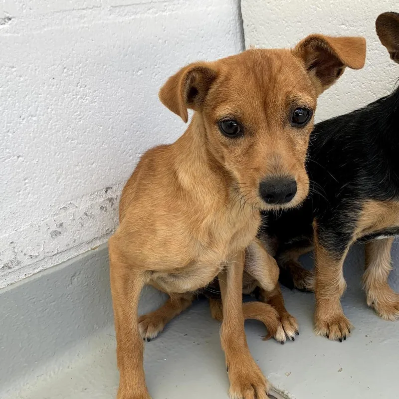 A young small-sized female Yellow / Tan / Blond / Fawn Mixed Breed dog named Nedra for adoption in San Francisco, CA