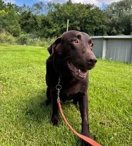 An adult large-sized male Brown / Chocolate Labrador Retriever dog named Zeus for adoption in Honeoye Falls, NY