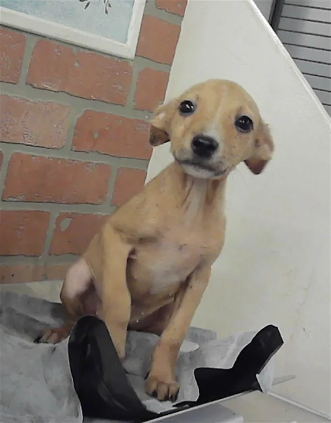 A baby small-sized female Chihuahua dog named Rustette for adoption in Houston, TX