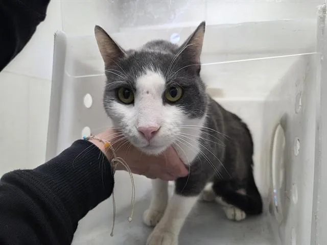 An adult small-sized male Domestic Short Hair cat named Mr. Seal for adoption in Garland, TX